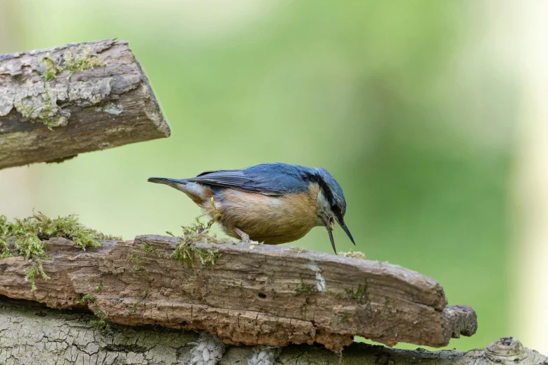 a small blue and brown bird on a log