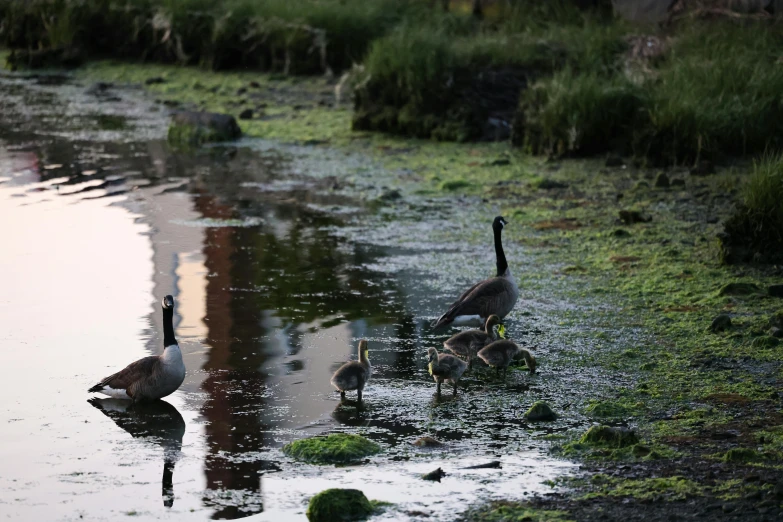 ducks are swimming and walking in the water