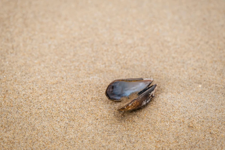 a clam shell on sandy beach with small waves