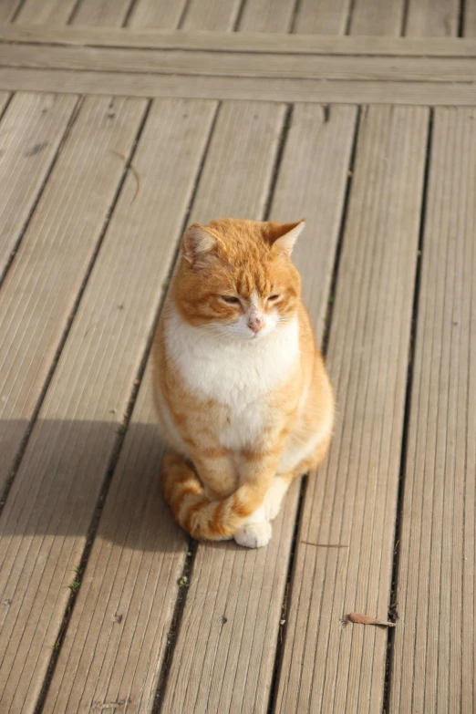 a orange and white cat sitting on the ground