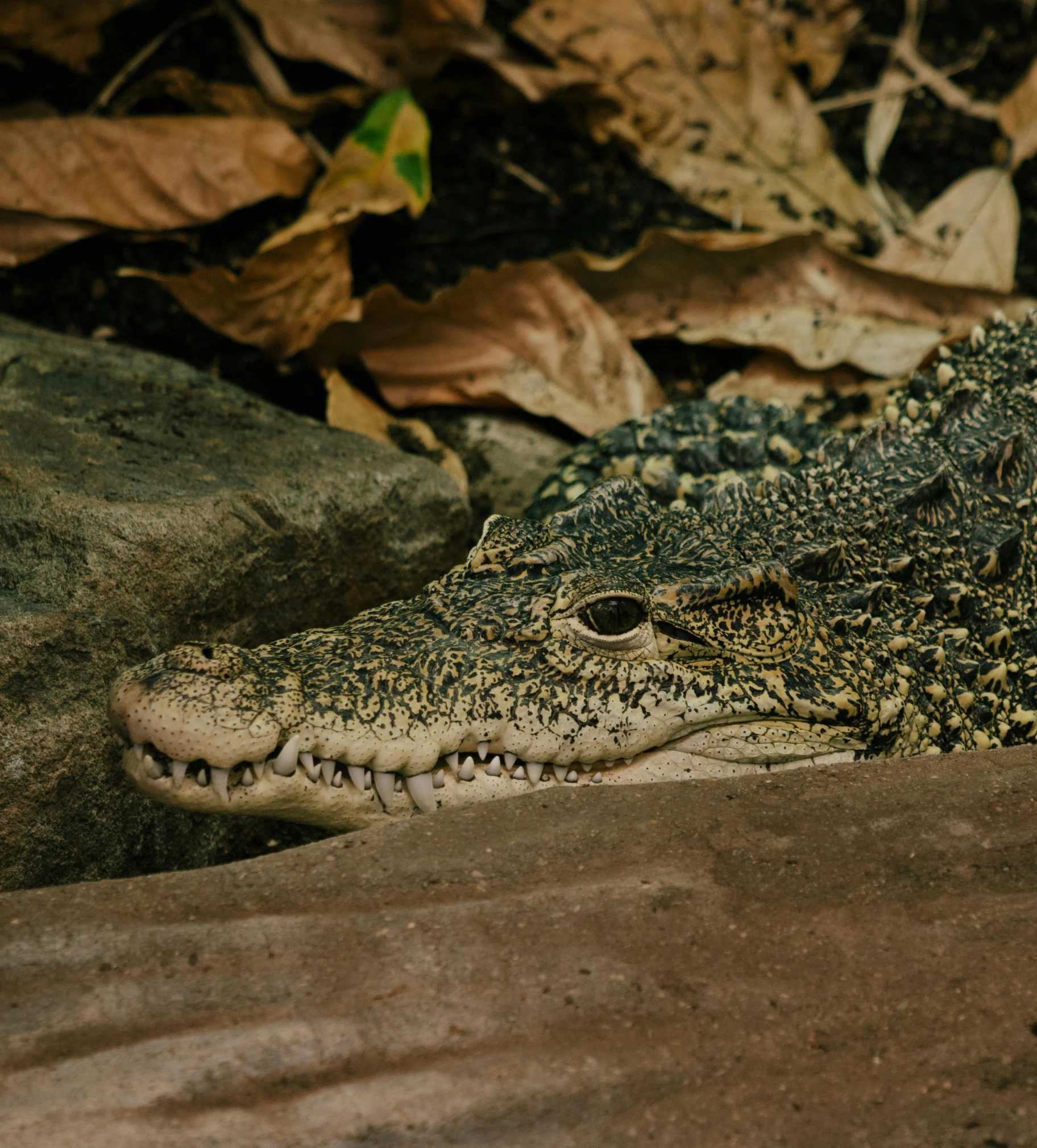 a close up of a crocodile laying in a field with leaves