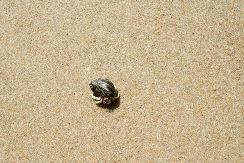 a small bird is walking across a sandy area