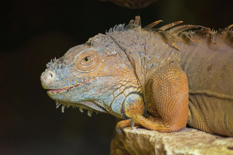 a large, orange and black lizard on a tree stump