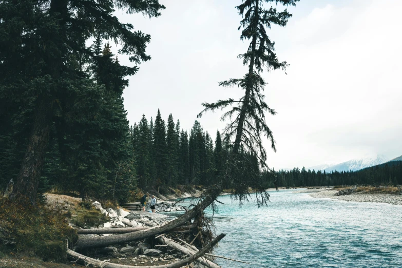 a group of trees that are sitting on the side of a river