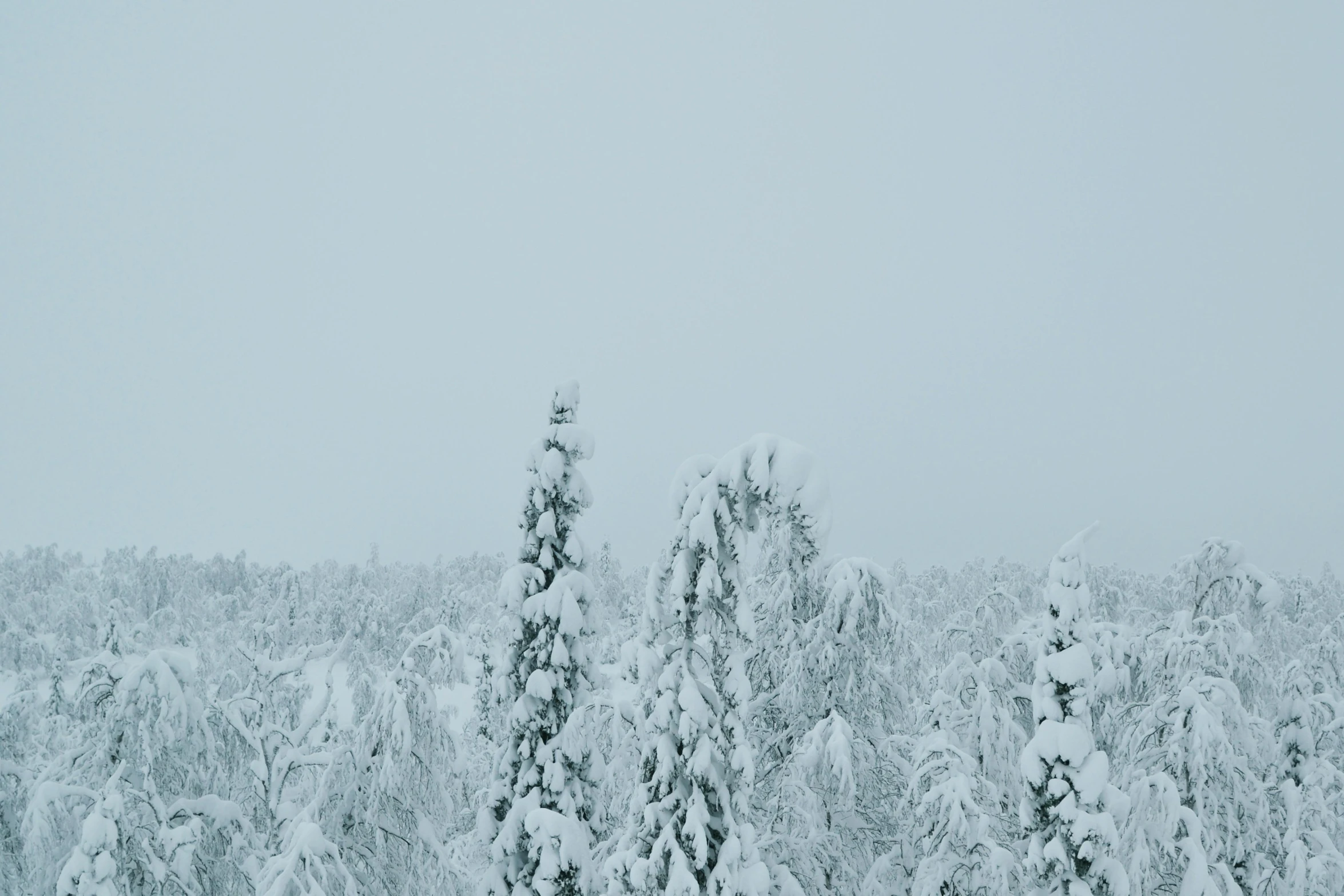 a group of trees that are in the snow