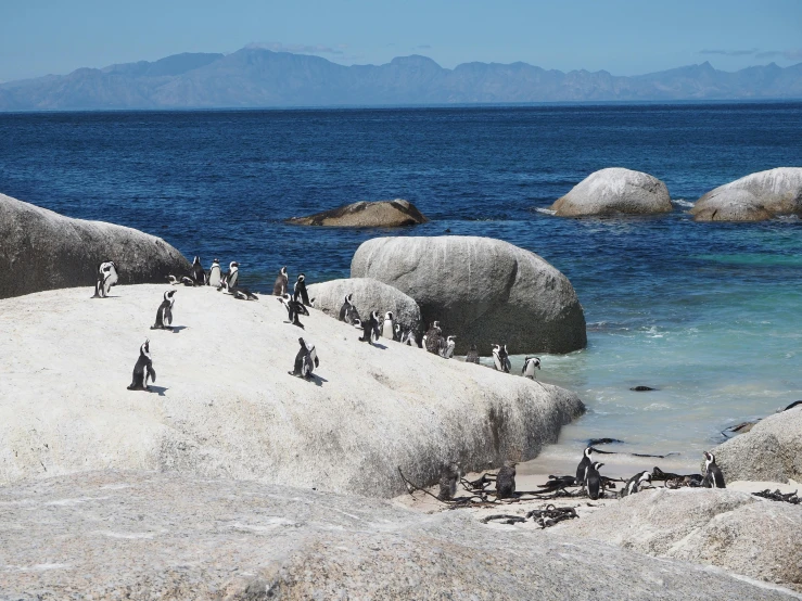 a large group of penguins on a beach near some rocks