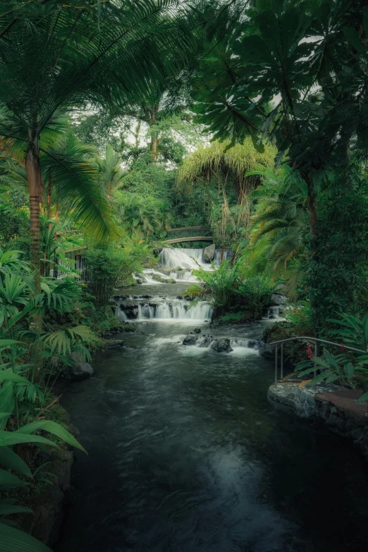 a river in a dense jungle filled with green trees