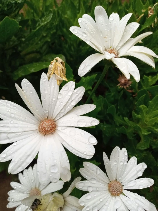 the white flowers are all covered up in the rain