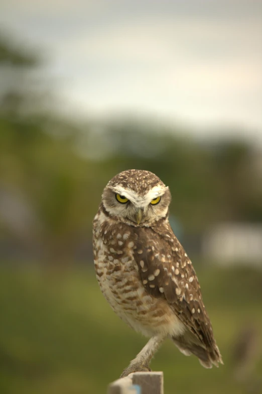 an owl standing on top of a wooden post in the grass