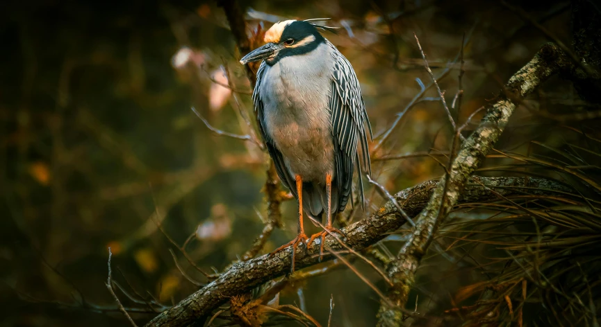 a bird sitting on top of a tree nch