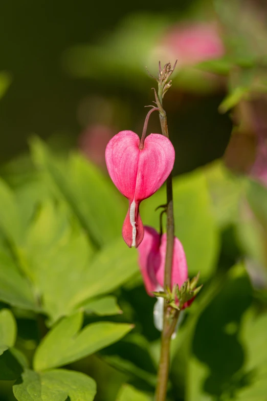 pink flowers growing on leaves on sunny day