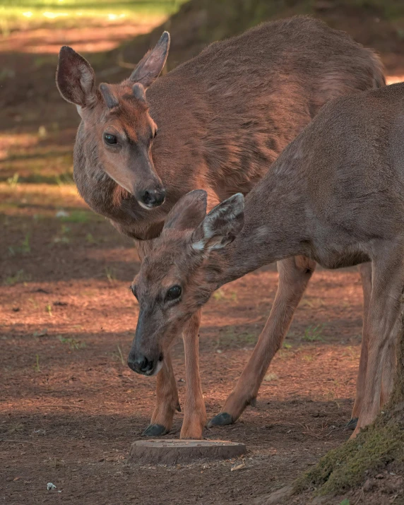 a baby deer standing next to an adult deer