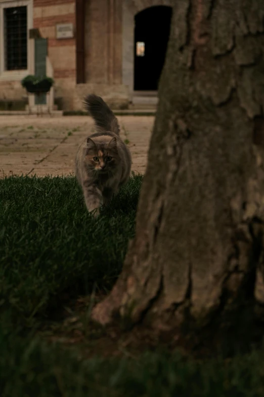 a cat running past a tree in front of a house