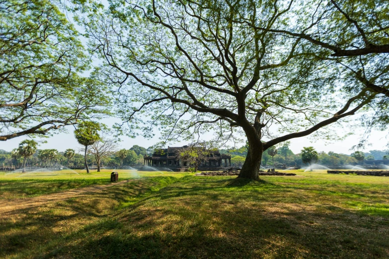 a tree in a grassy field with mist rolling around it