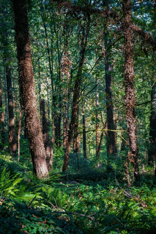 the large area in the forest has many trees