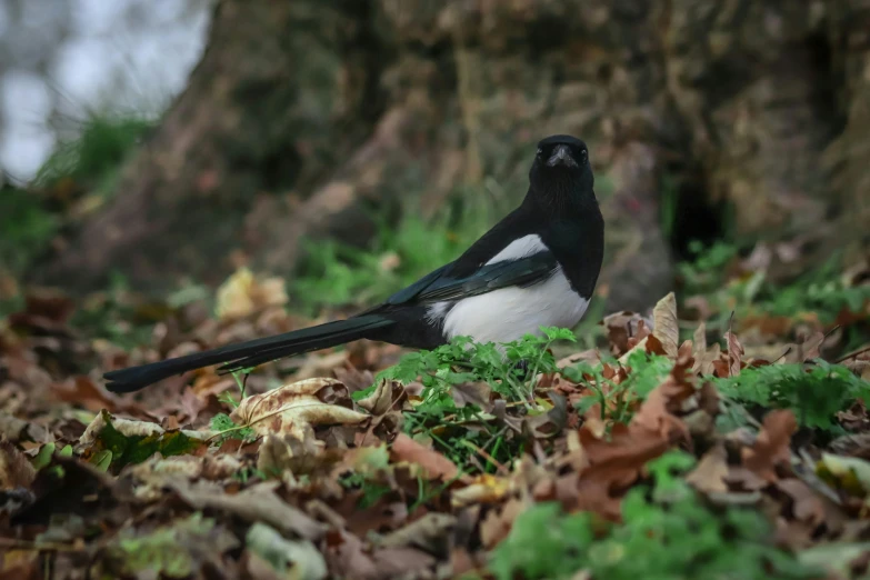 there is a bird that is sitting in the leaves