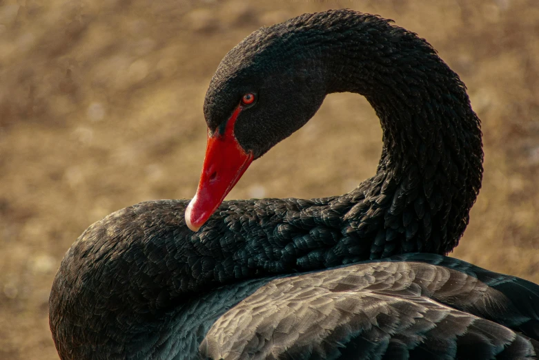 a goose with a red beak standing on a dirt ground