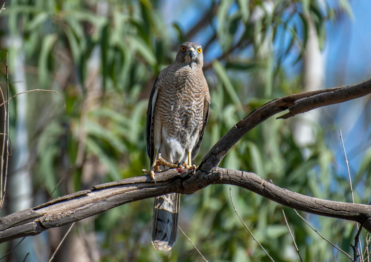 a hawk perched on the end of a nch