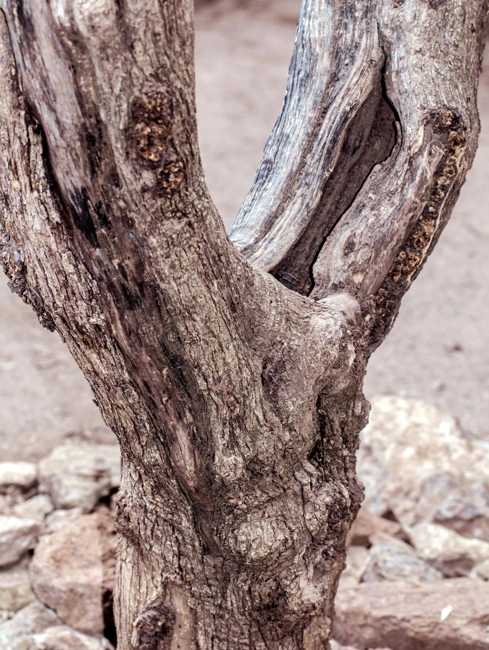 a closeup of a tree trunk that has been distorted with the sun