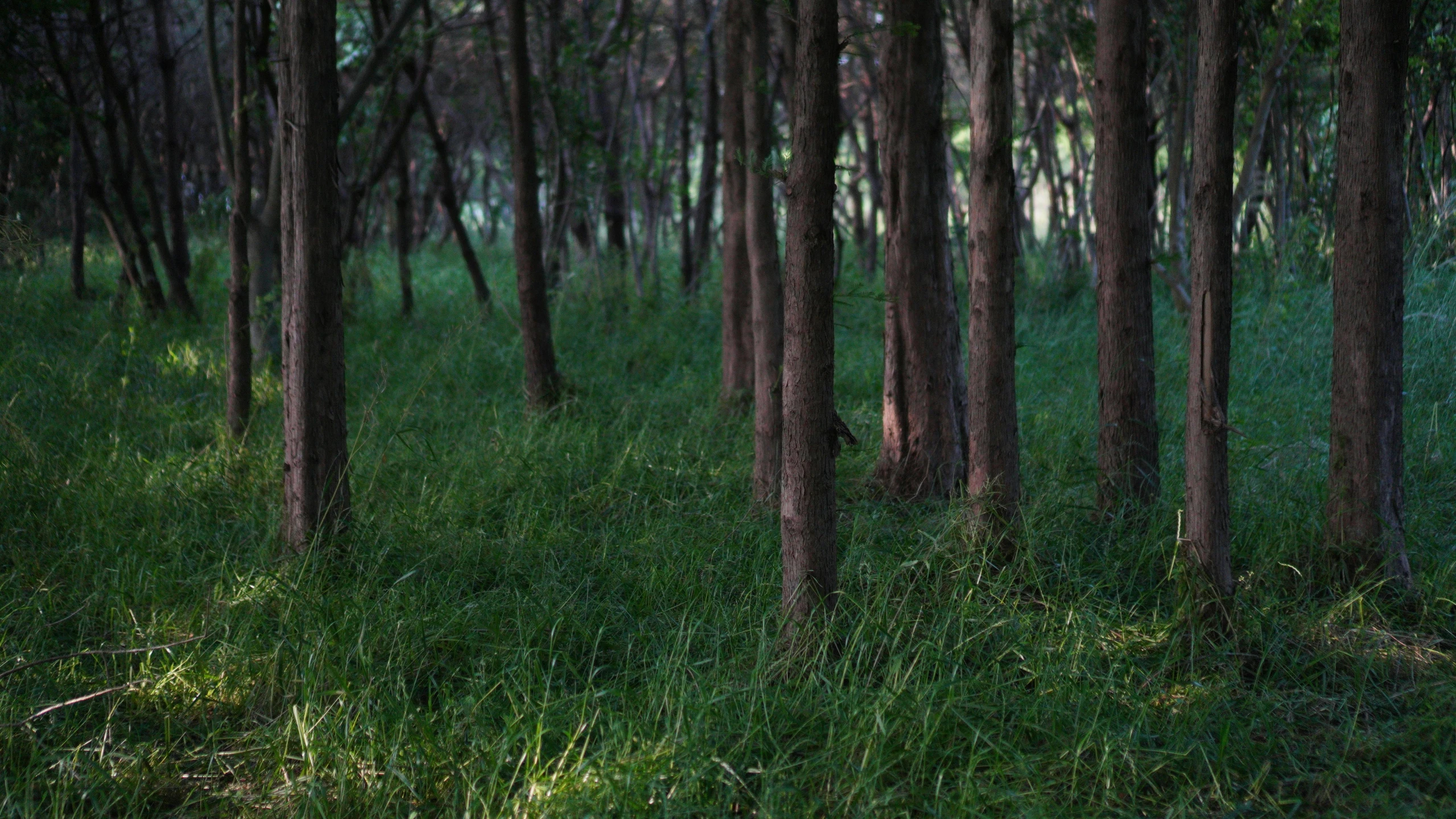 there are some trees and grass in the woods