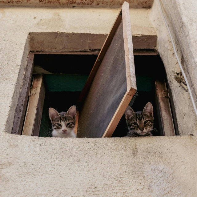 two cats sitting in an open window at a cat boarding station