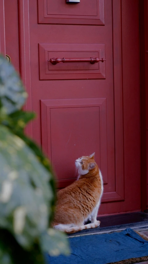 an orange and white cat standing on blue rug in front of a red door