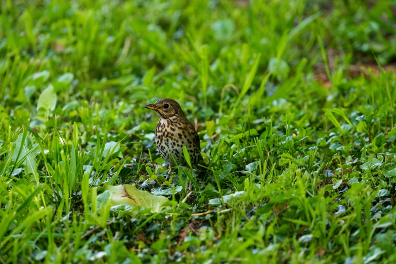 a brown bird sitting on top of lush green grass