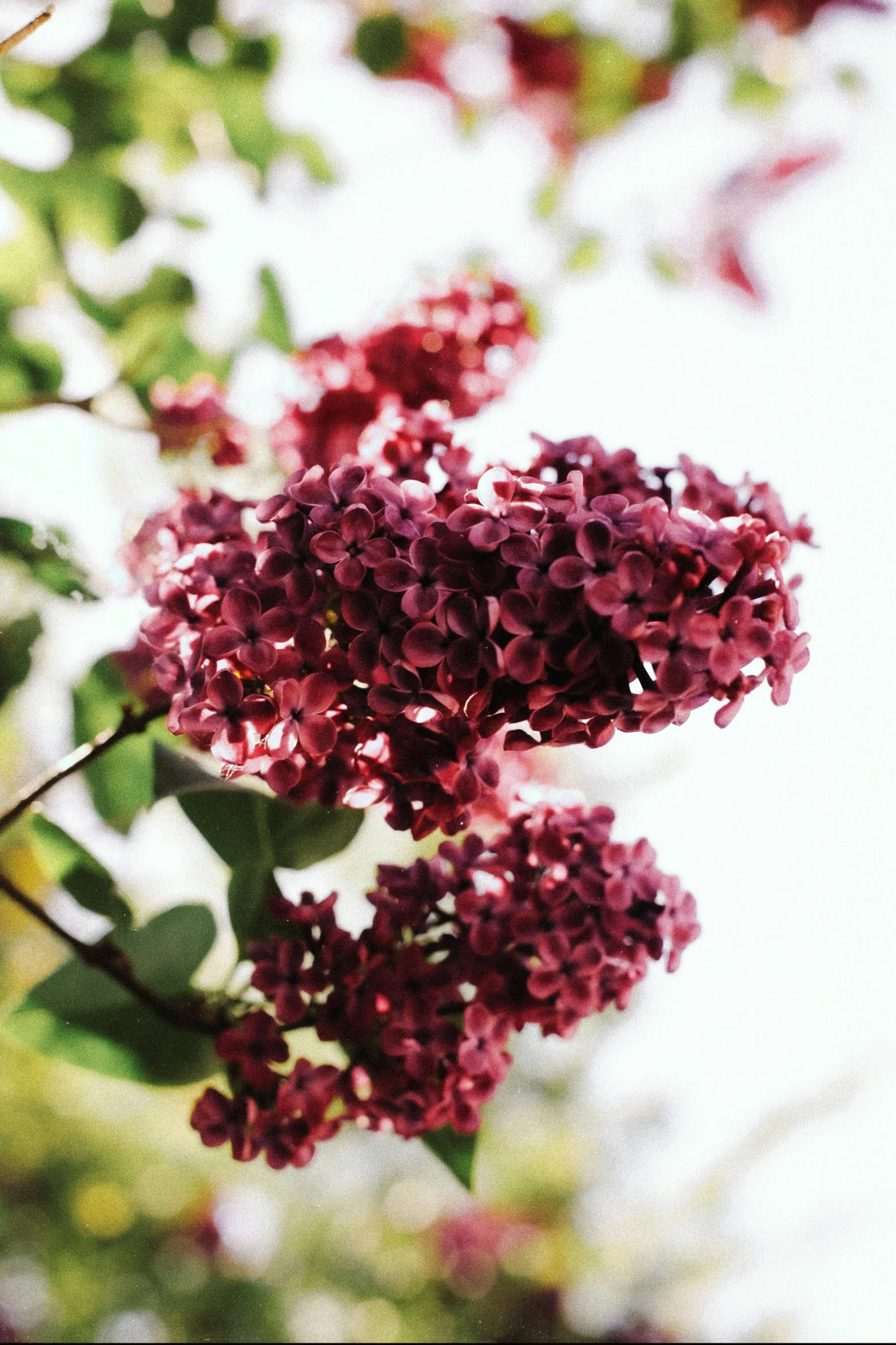 some pink flowers are blooming on a nch