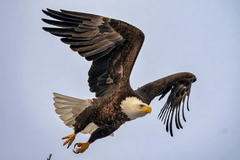 a large bald eagle flying high into the sky