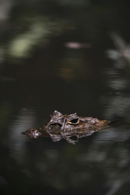 a large alligator floating in the water, with its mouth open