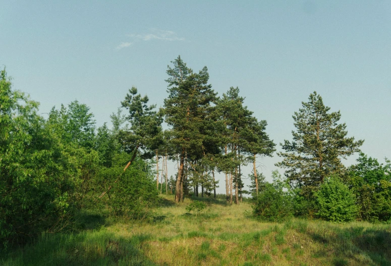 a field with lots of trees in the distance