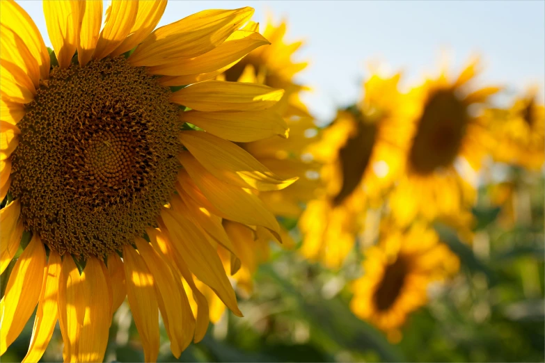 a large sunflower sitting in a field of green