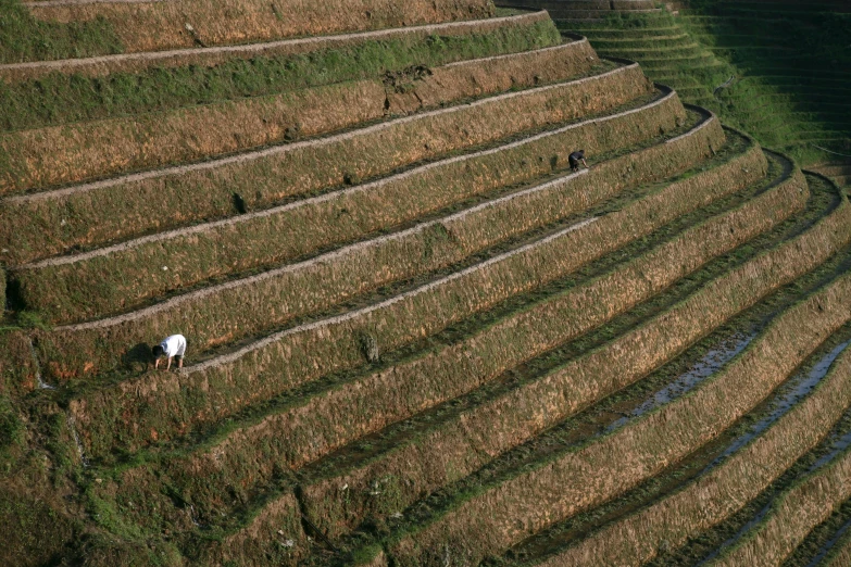 a group of sheep grazes in the grass