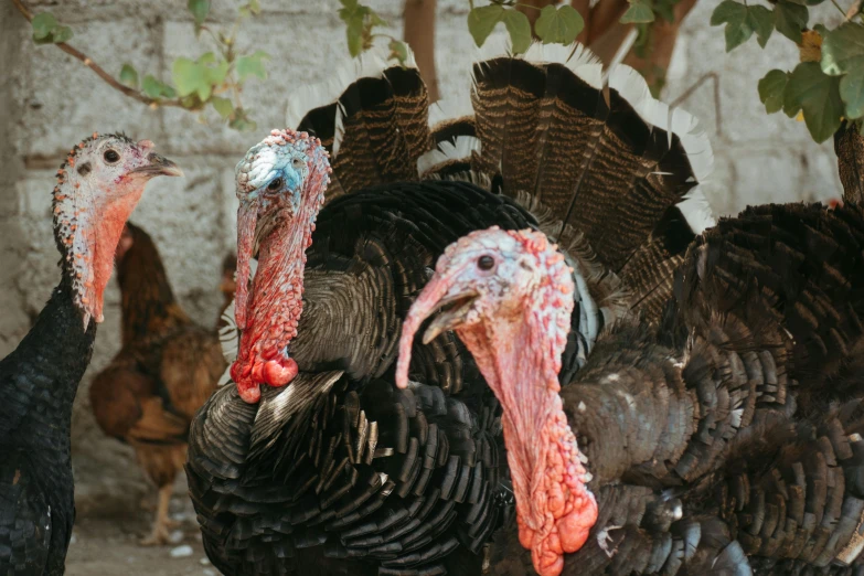 a close up of turkeys with a group behind