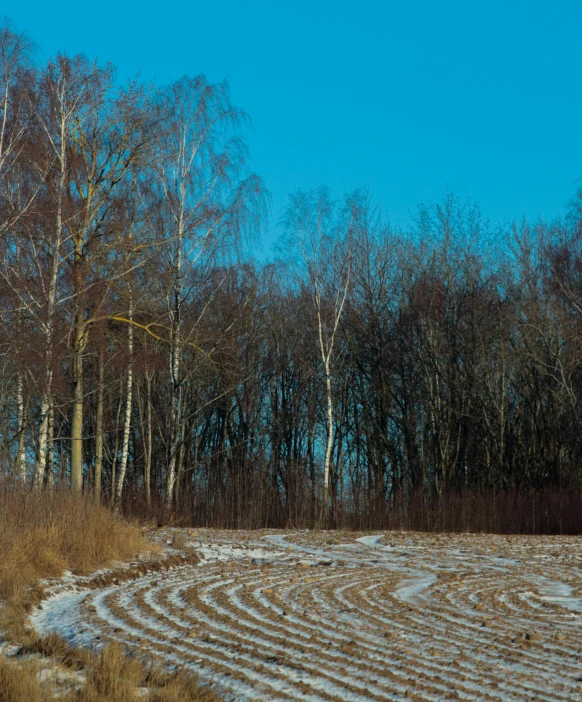 a plowed field in front of many trees