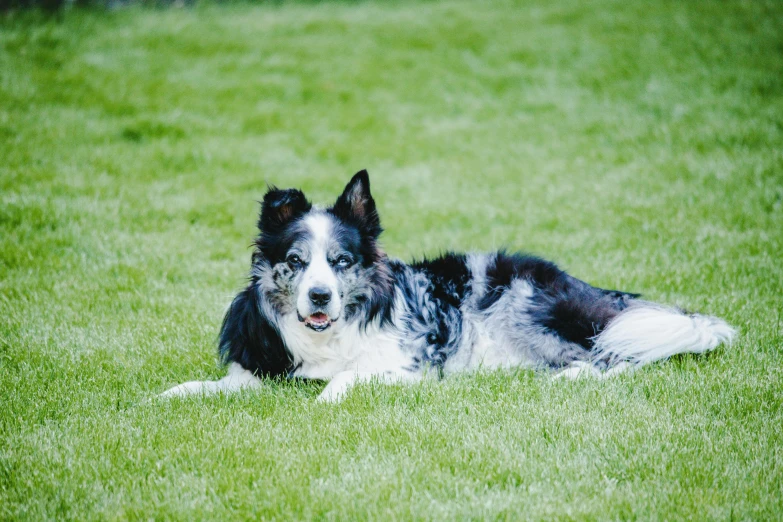 a black and white dog is laying in the grass