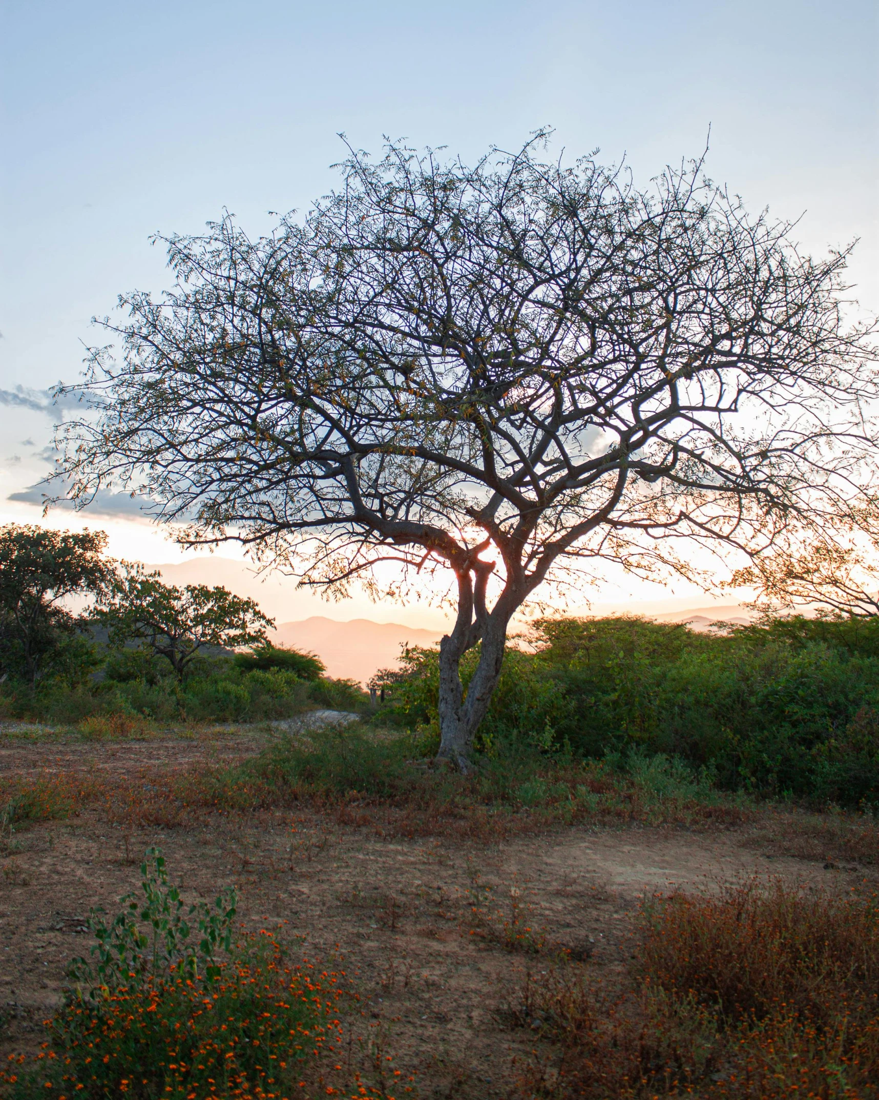 a large tree stands on the ground with a beautiful sky