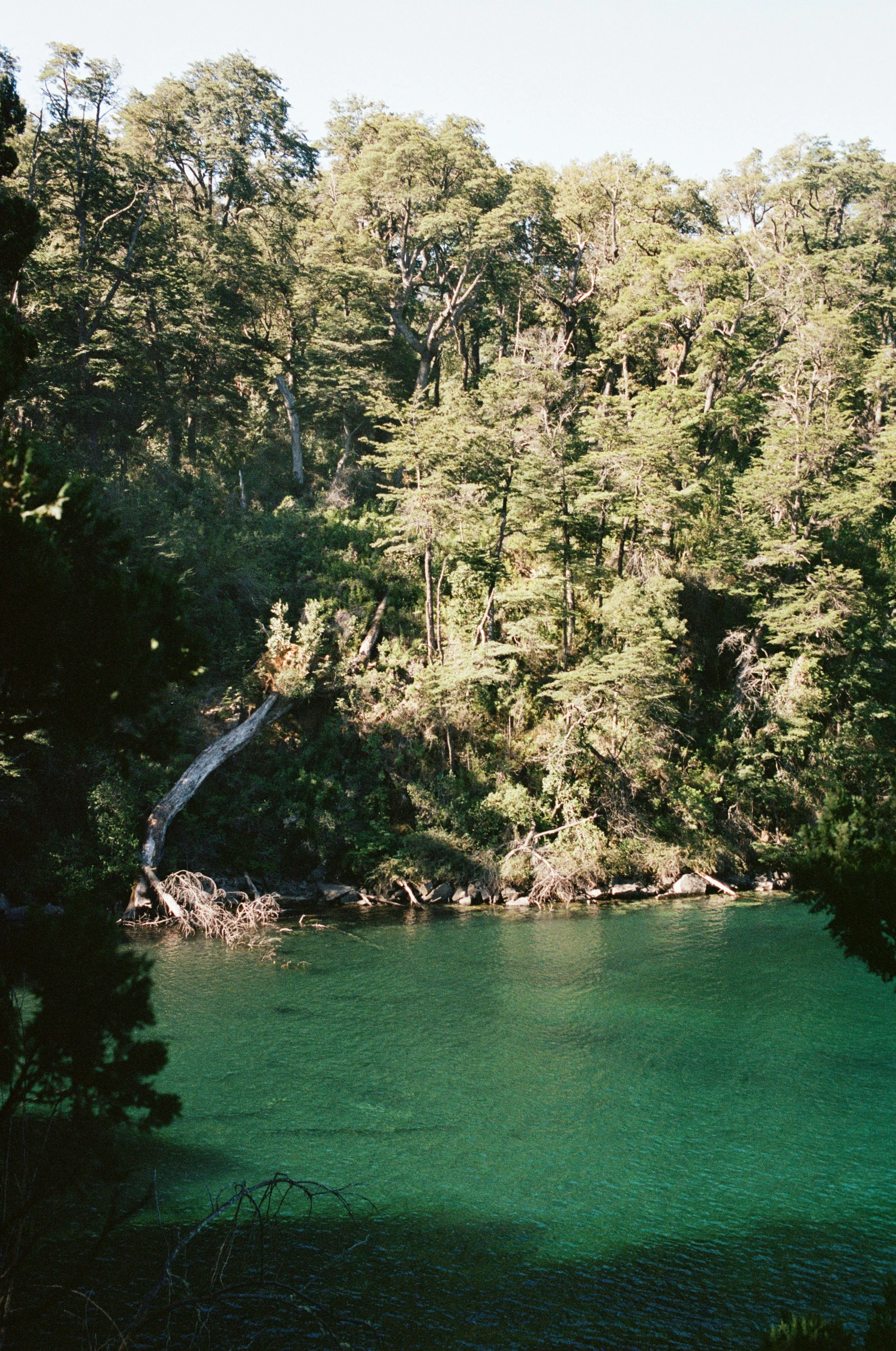 a body of water with trees around it