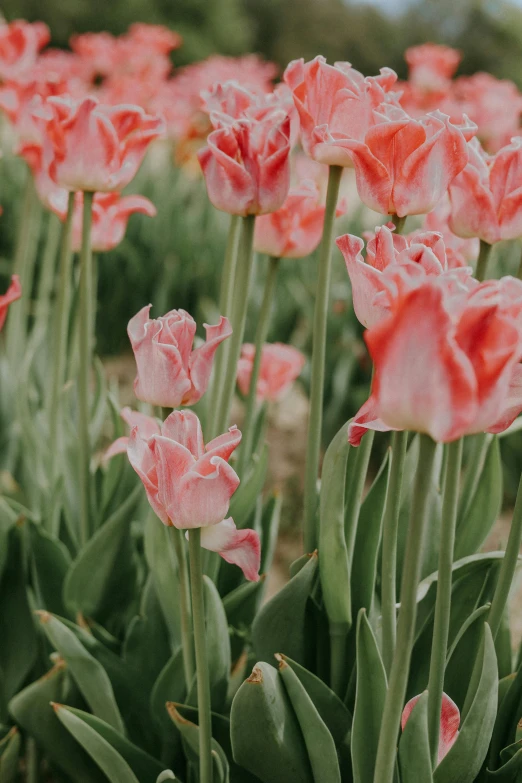 some red and white flowers that are in the grass