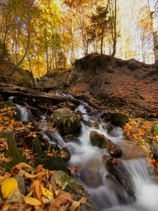 a small river running through a forest filled with leaf covered ground