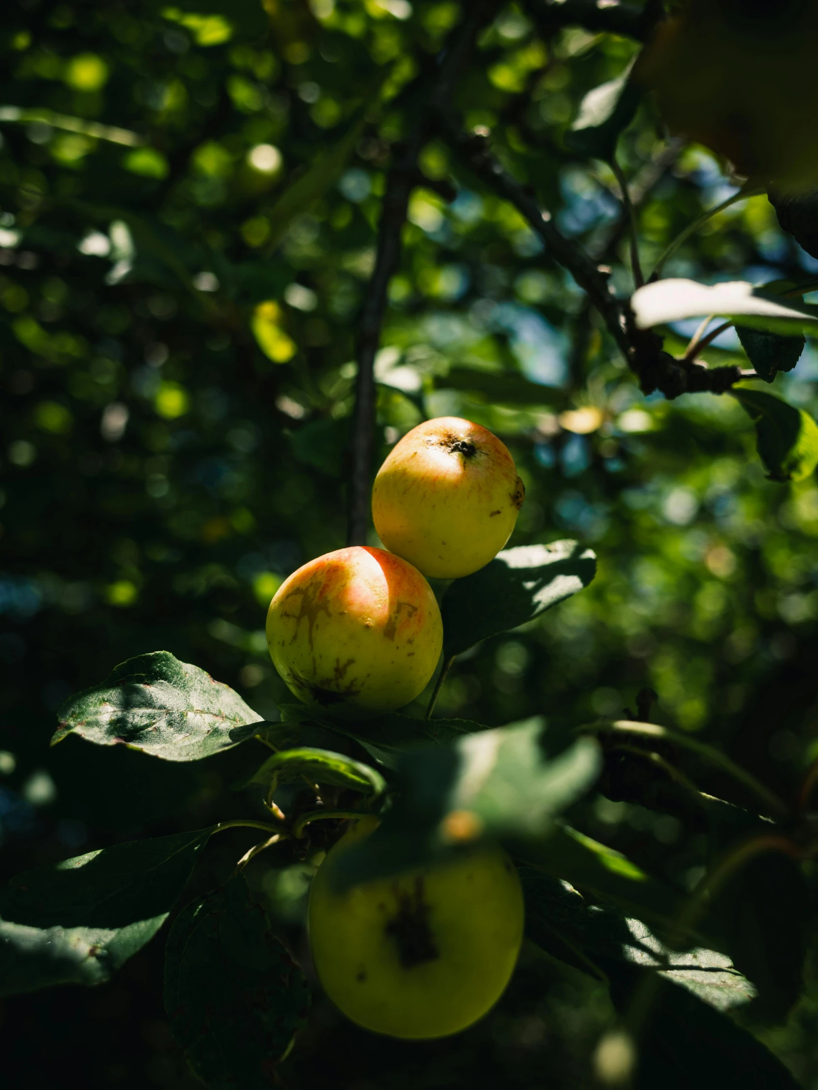 a tree filled with lots of ripe fruit