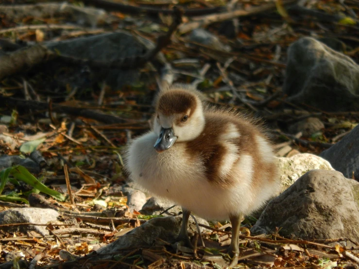 a baby duck standing by itself on the ground