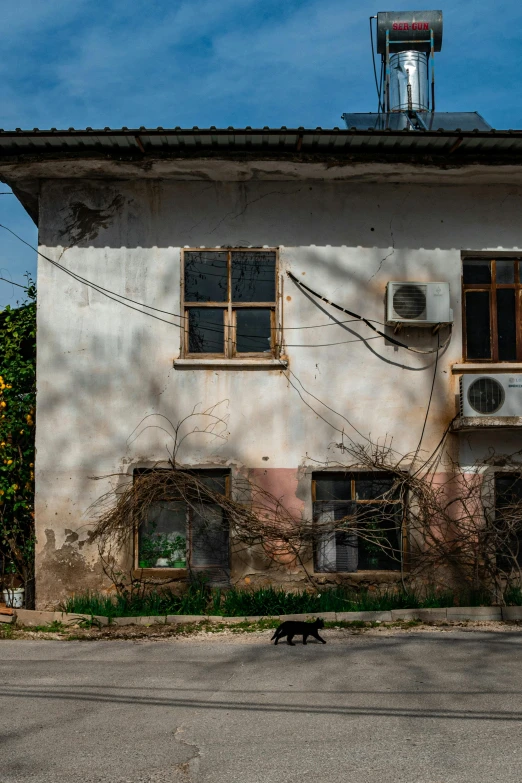 there is a black dog walking in the street in front of a white building