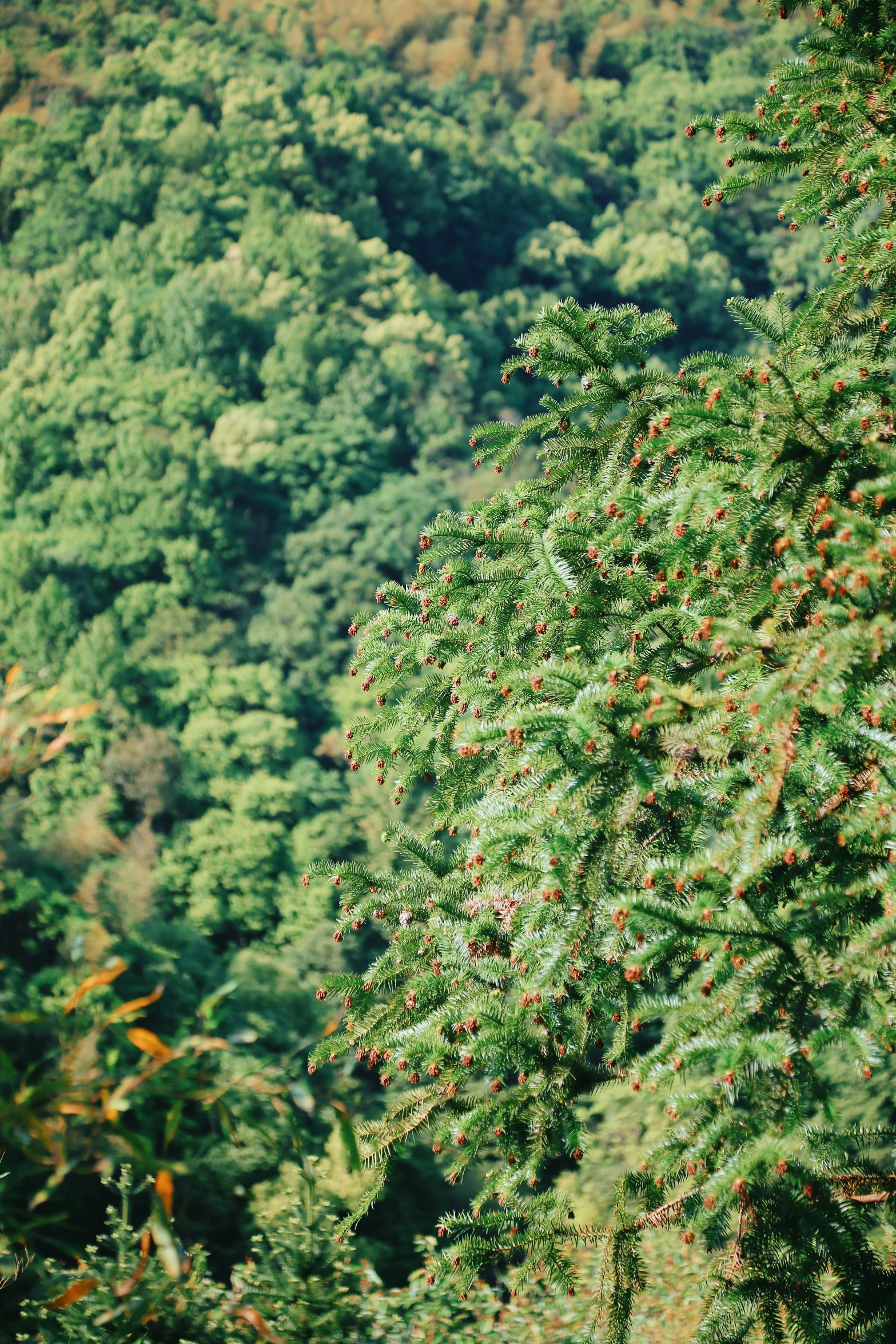 trees with red berries are standing in the distance