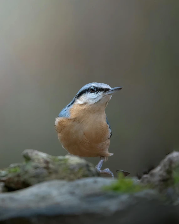 a small bird sitting on top of a tree stump