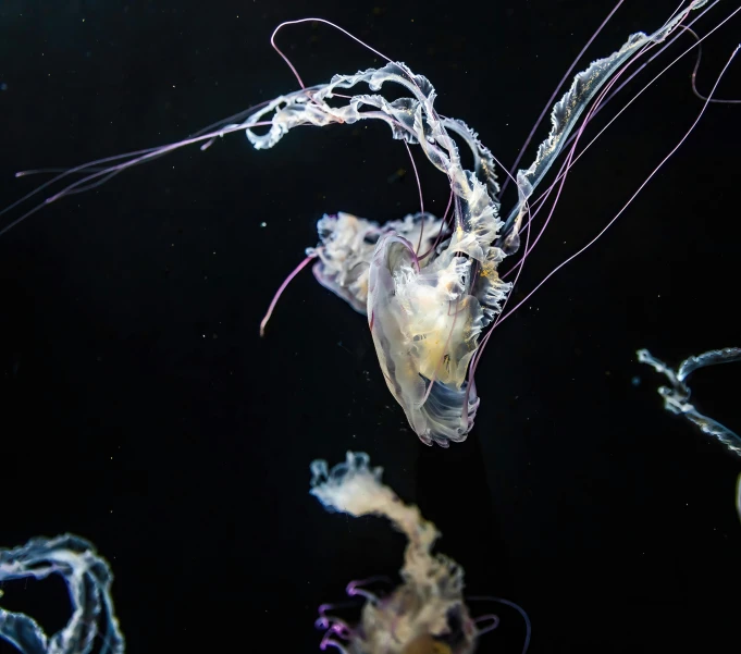 an underwater pograph of a jellyfish in water