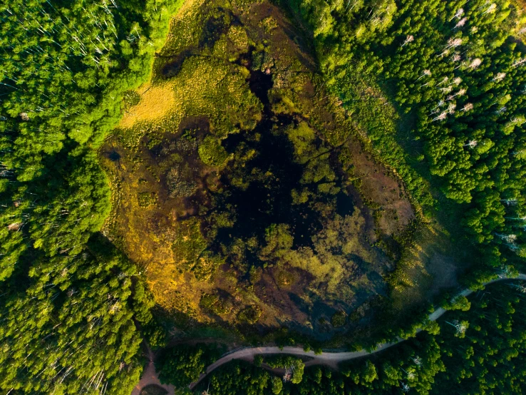 an aerial s of a group of trees