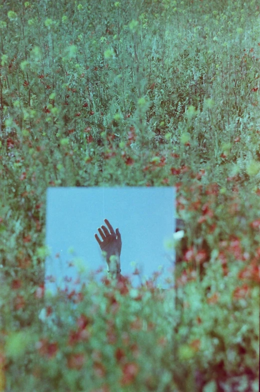 a person's hand is sticking their head out in a field of wildflowers