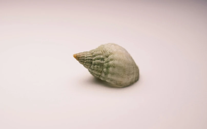 there is a shell on the white surface