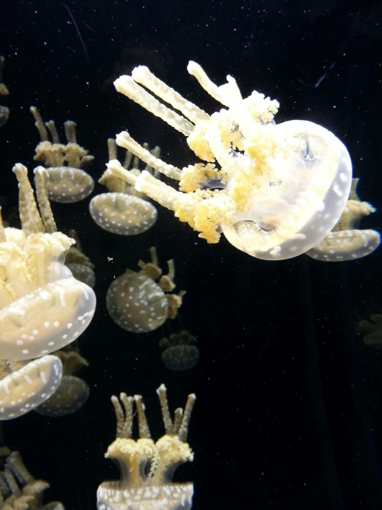 a group of jellyfish are swimming in the water